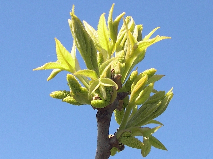 CCarya illinoinensis (Pacanier) : débourrement des pousses de l'année et des chatons mâles