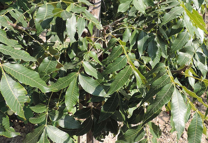 Carya illinoinensis (Pacanier) : feuillage.