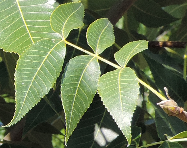 Carya illinoinensis (Pacanier) : cas rare de feuille paripennée (6 folioles)