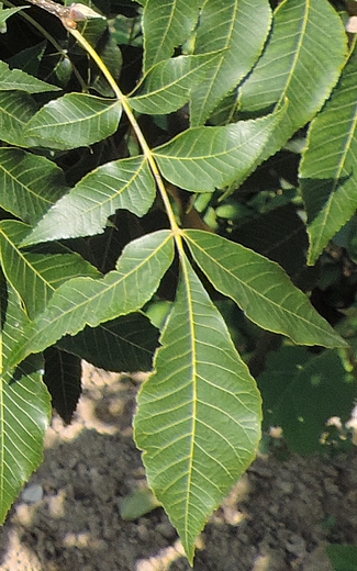 Carya illinoinensis (Pacanier) : feuille à 7 folioles