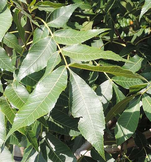 Carya illinoinensis (Pacanier) : feuille à 9 folioles