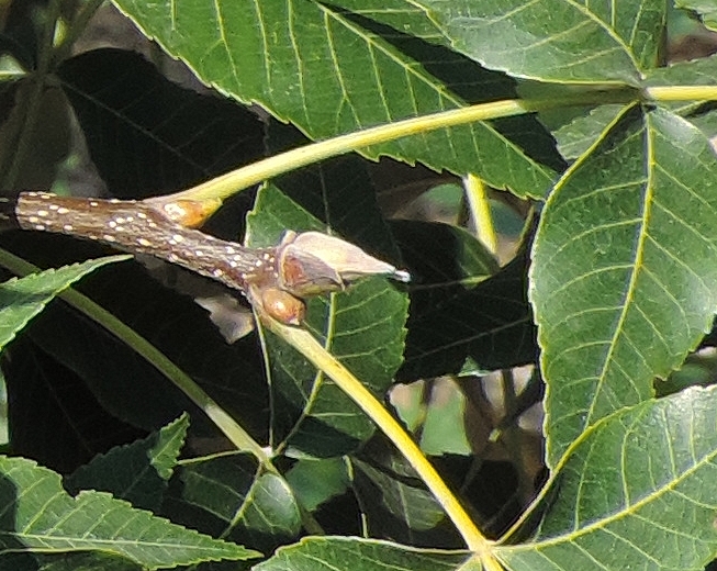 Carya illinoinensis (Pacanier) : les feuilles sont alternes.