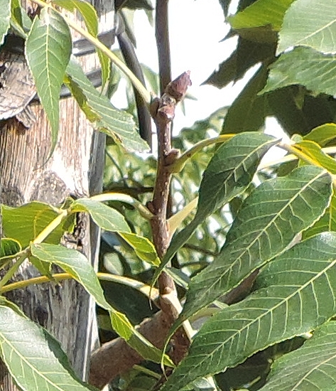 Carya illinoinensis (Pacanier) : feuilles alternes avec entre-noeuds de longueur hétérogène.