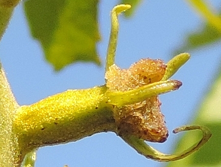Carya illinoinensis (Pacanier) : fleur femelle.
