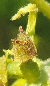 Carya illinoinensis (Pacanier) : fleur femelle.