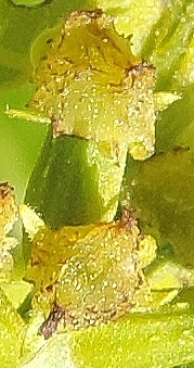 Carya illinoinensis (Pacanier) : fleur femelle (forme 3).