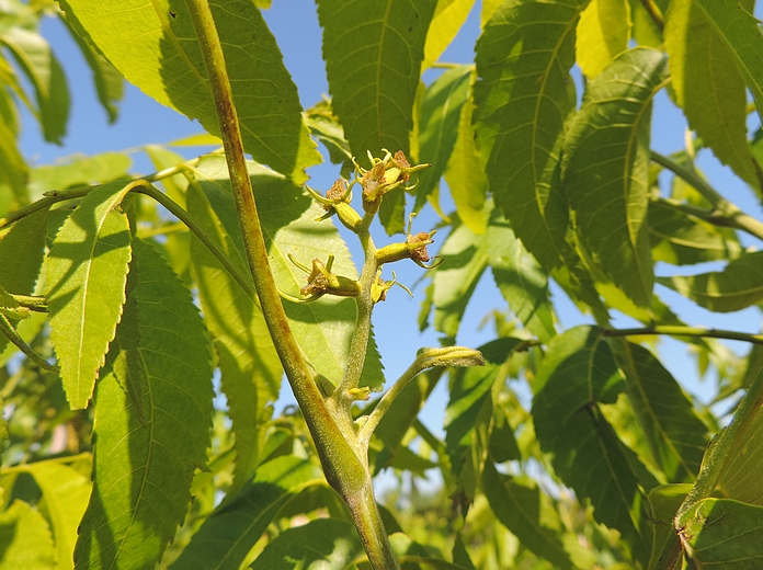 Carya illinoinensis (Pacanier) : épi de fleurs femelles