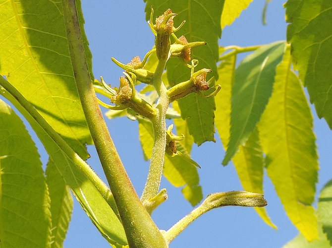 Carya illinoinensis (Pacanier) : fleurs femelles (court épi dressé)