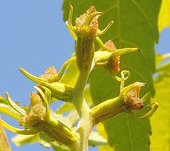 Carya illinoinensis (Pacanier) : fleurs femelles