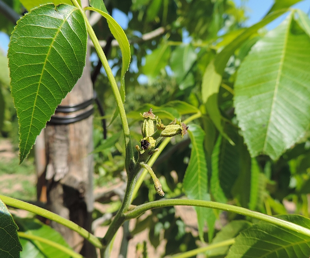 Carya illinoinensis (Pacanier) : fleurs femelles juste après la fécondation.