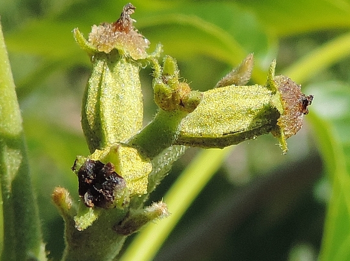 Carya illinoinensis (Pacanier) : fleurs femelles juste après la fécondation.