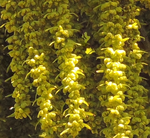 Carya illinoinensis (Pacanier) : chatons mâles avec fleurs ouvertes (avant lâcher du pollen)
