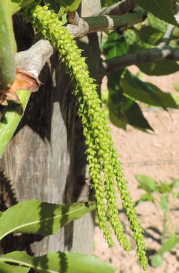 Carya illinoinensis (Pacanier) : groupe de trois chatons mâles, avec fleurs fermées
