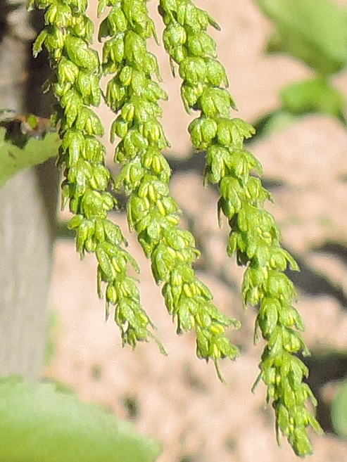 Carya illinoinensis (Pacanier) : groupe de trois chatons mâles, avec fleurs fermées