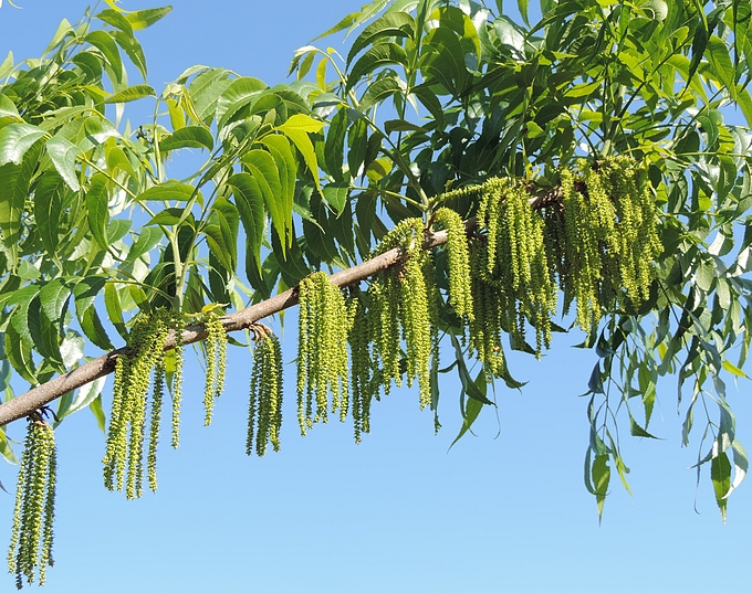 Carya illinoinensis (Pacanier) : rameau d'un an avec pousses de l'année (fleurs femelles) et chatons mâles