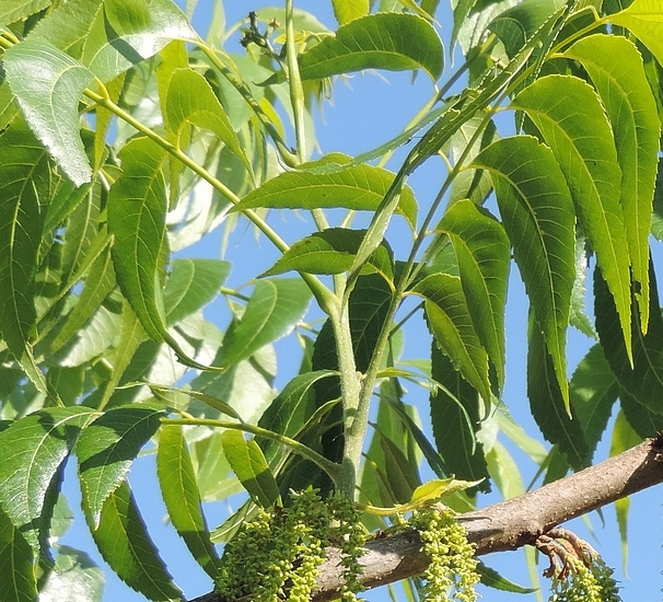 Carya illinoinensis (Pacanier) : une pousse de l'année (fleurs femelles à l'extrémité et chatons mâles à la base).