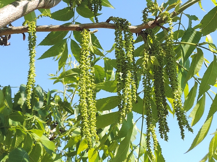 Carya illinoinensis (Pacanier) : fleurs mâles (longs chatons pendants).