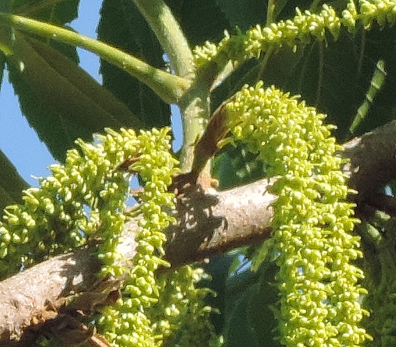 Carya illinoinensis (Pacanier) : attache d'un groupe de chatons à la base d'une pousse de l'année.