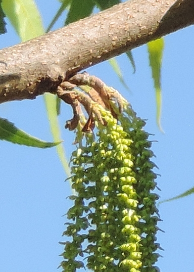 Carya illinoinensis (Pacanier) : attache directe de quatre groupes de chatons au rameau de un an.