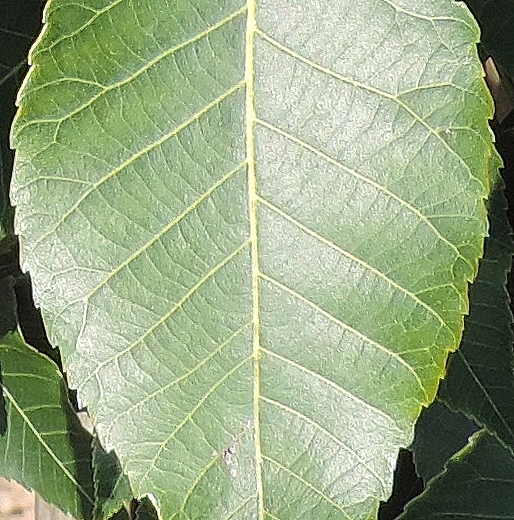 Carya illinoinensis (Pacanier) : foliole (marge serretée).