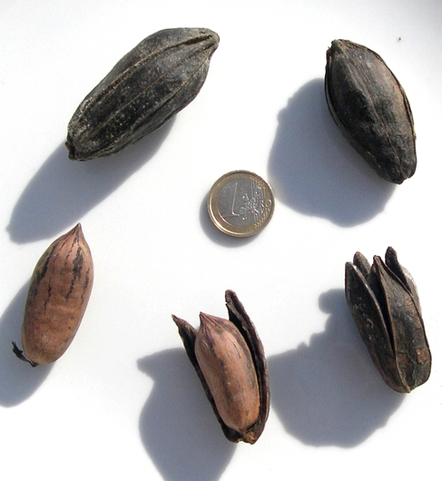 Carya illinoinensis (Pacanier) : ouverture du fruit pour libération du noyau (pacane)