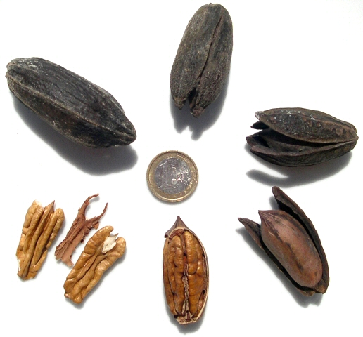 Carya illinoinensis (Pacanier) : fruit fermé et ouvert, noyau, graine comestible
