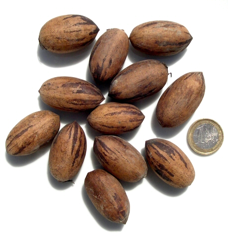 Carya illinoinensis (Pacanier) : pacanes (noyaux des fruits, à graine comestible)