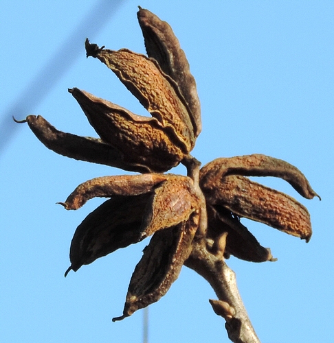 Carya illinoinensis (Pacanier) : brous desséchés de trois pacanes restés sur l'arbre après chute des noyaux