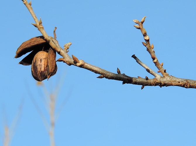 Carya illinoinensis (Pacanier) : fruit (libération du noyau).