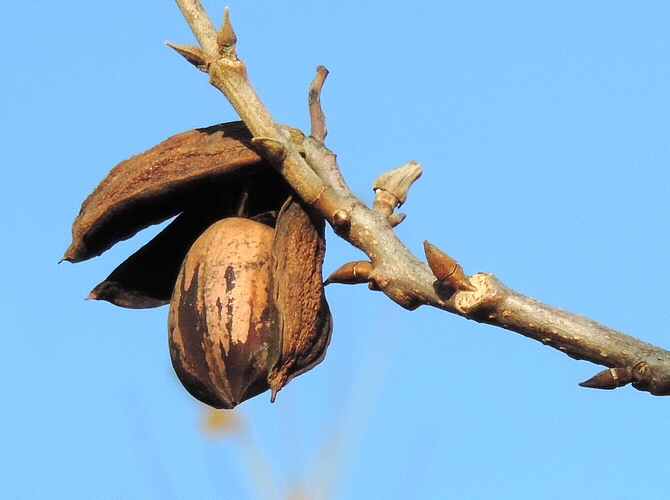 Carya illinoinensis (Pacanier) : pacane avec brou desséché ouvert libérant le noyau