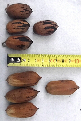 Carya illinoinensis (Pacanier) : noix -  Mahan (en bas) et Apache (en haut)