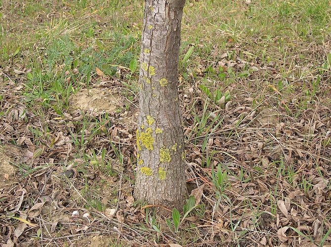 Carya illinoinensis (Pacanier) : point de greffe (le porte-greffe est un pacanier)
