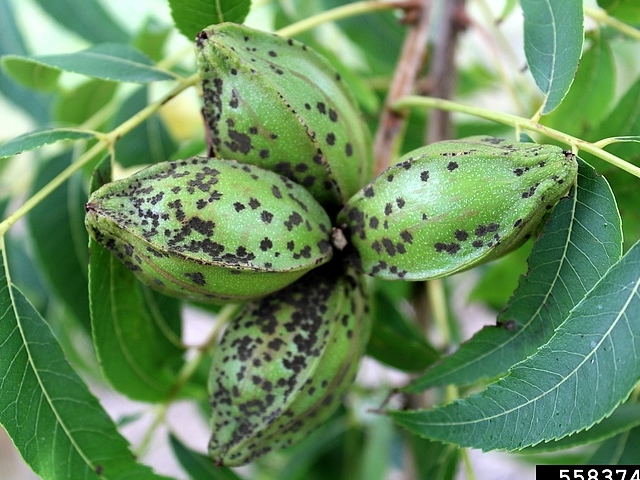 Tavelure sur fruits de pacanier (pecan scab)
