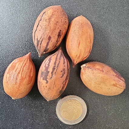 Carya illinoinensis 'Mohawk' : fruits (pacanes)