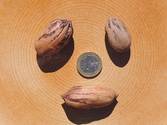 Carya illinoinensis : fruits (pacanes) - Apache (gauche), Campbell NC4 (droite), Delmas (bas)