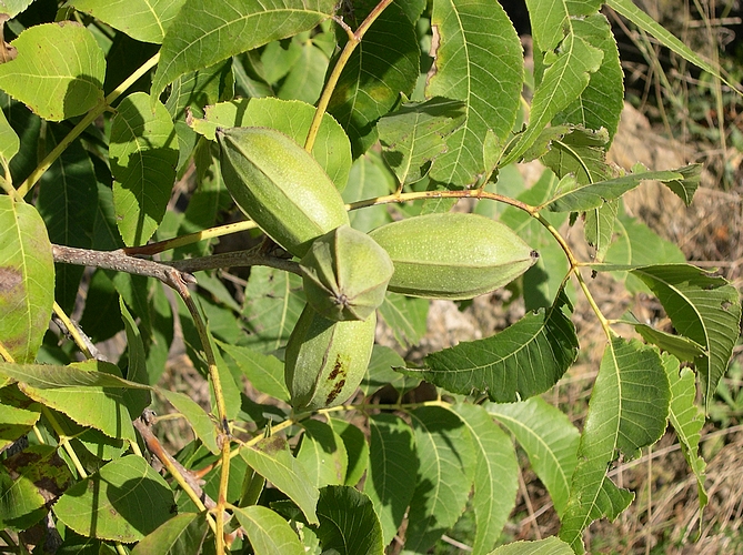 Carya illinoinensis (Pacanier) : fruits (pacanes, noix de pécan)