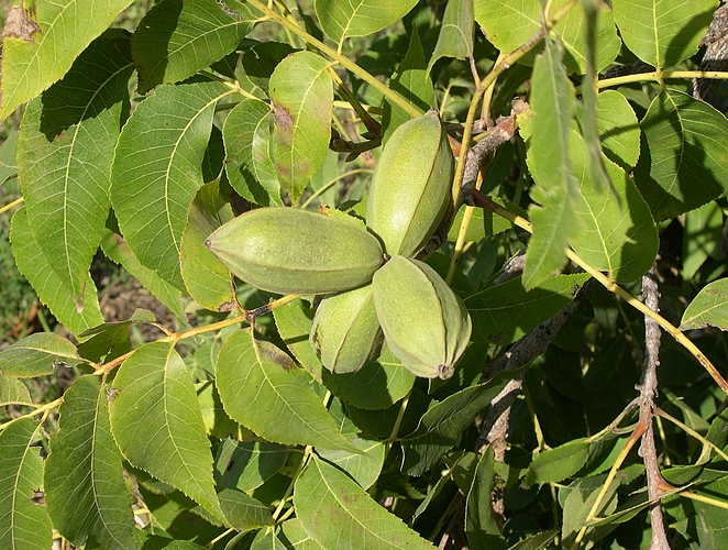 Carya illinoinensis (Pacanier) : fruits (pacanes)