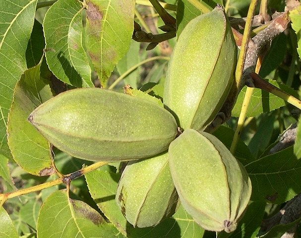 Carya illinoinensis (Pacanier) : fruits (pacanes)