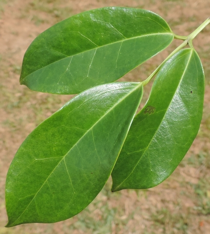 Feuille de Holboellia coriacea Diels (3 folioles).
