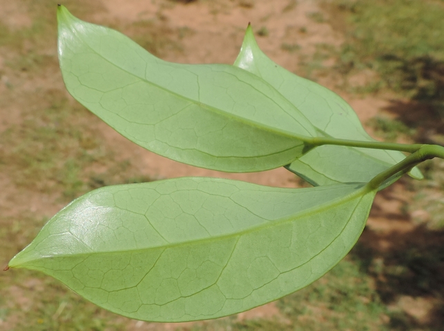 Revers de la feuille de Holboellia coriacea Diels (3 folioles).