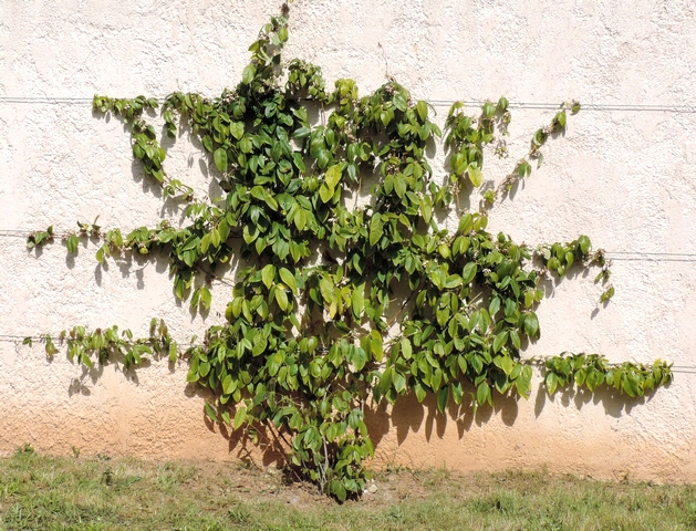 Holboellia latifolia Wall. : sujet de quatre ans, haut de 1,80 m.