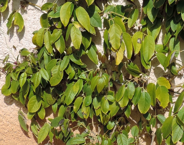 Holboellia latifolia Wall. : feuillage.