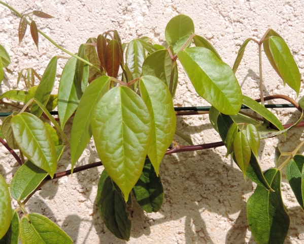 Holboellia latifolia Wall. : jeunes feuilles � folioles larges (au centre),