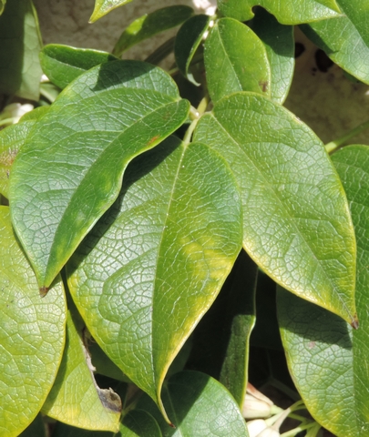 Holboellia latifolia Wall. : feuille � folioles larges (sp�cimen 2).