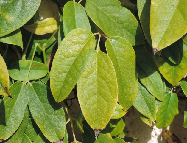 Holboellia latifolia Wall. : feuille � folioles larges (sp�cimen 1).