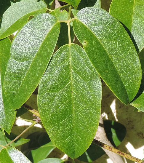 Feuille de Holboellia latifolia Wall. (3 folioles).