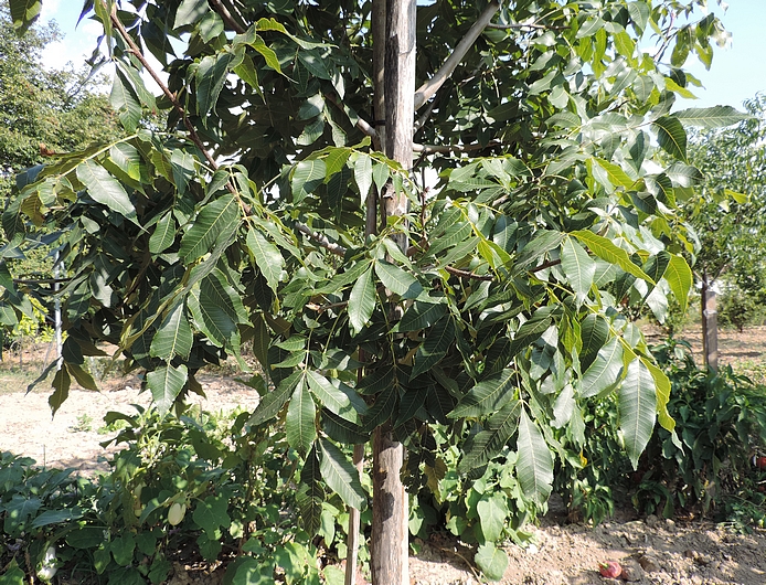Carya illinoinensis (Pacanier) : jeune arbre.