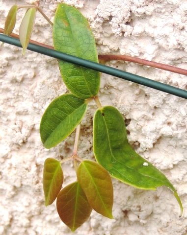 Holboellia latifolia Wall. : feuille � folioles �troites (sp�cimen 2).