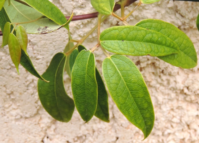 Holboellia latifolia Wall. : feuille � folioles �troites (sp�cimen 1).