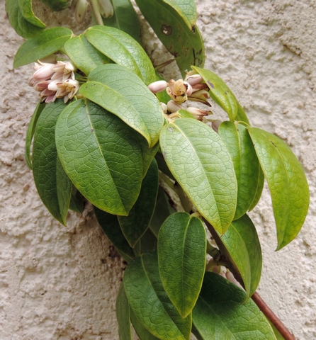 Holboellia latifolia Wall. : tige paliss�e et feuillage.